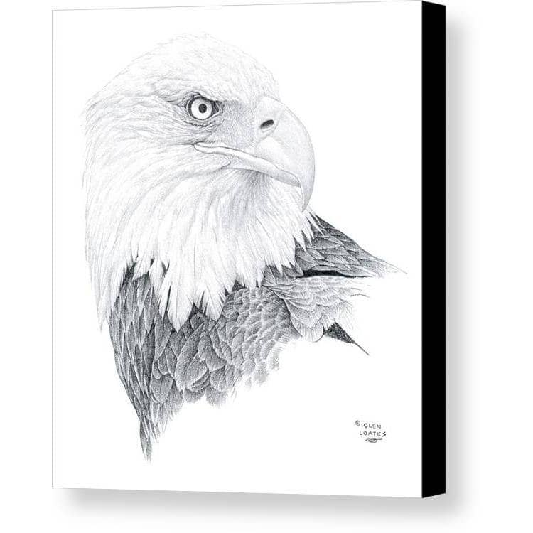 Bald Eagle Portrait - Canvas Print | Artwork by Glen Loates