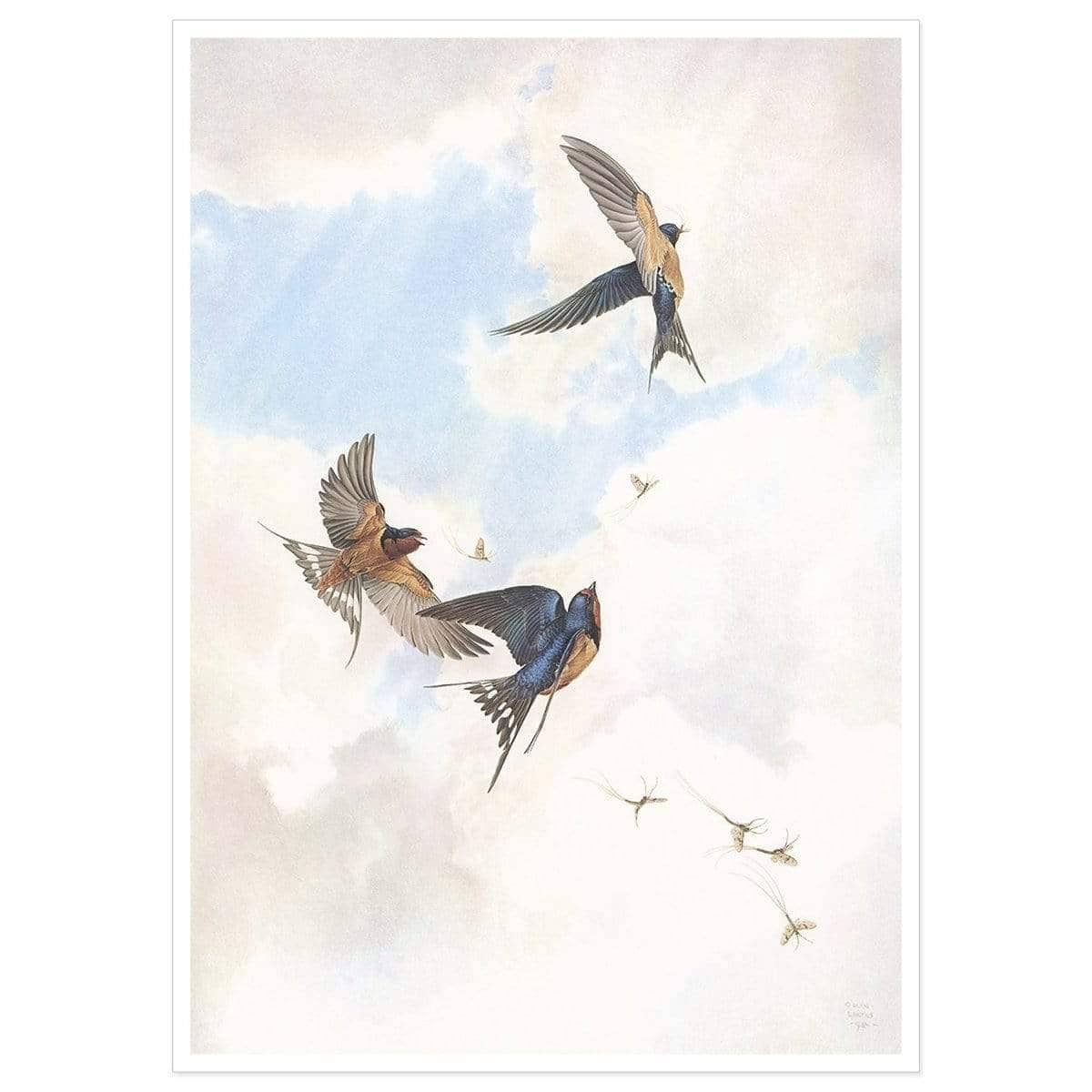 Barn Swallows - Art Print | Artwork by Glen Loates