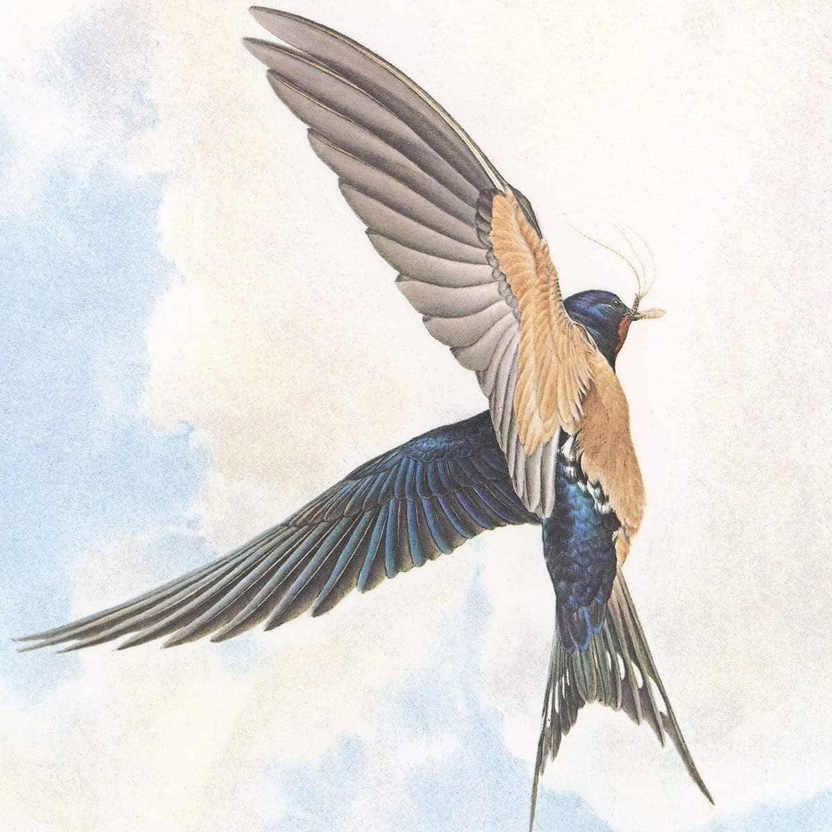 Barn Swallows - Art Print | Artwork by Glen Loates