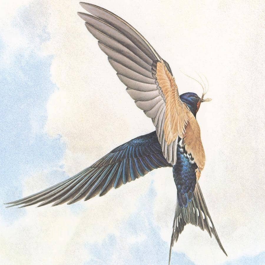 Barn Swallows - Canvas Print | Artwork by Glen Loates