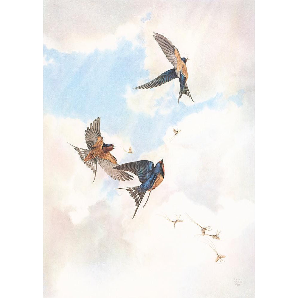 Barn Swallows - Framed Print | Artwork by Glen Loates