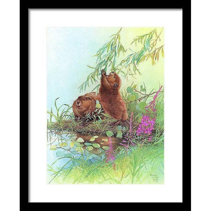 Beavers - Framed Print | Artwork by Glen Loates