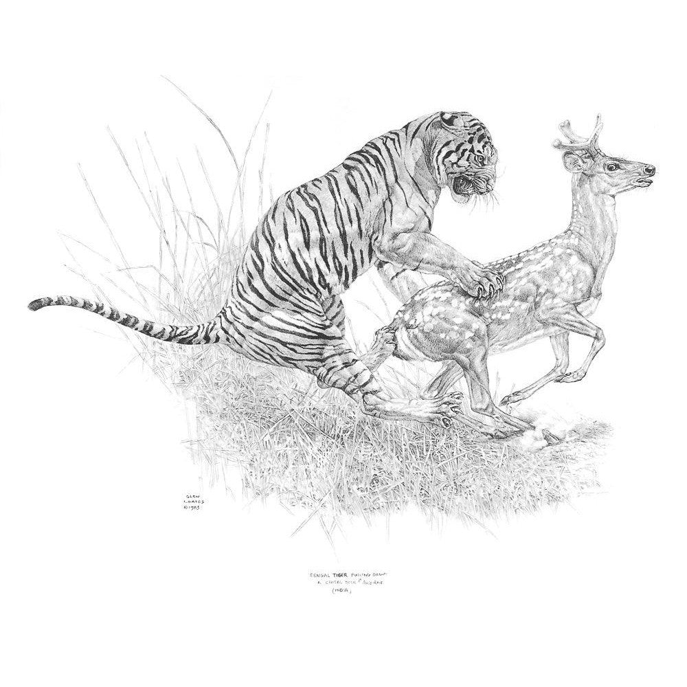 Bengal Tiger Pulling Down a Chital Deer - Canvas Print | Artwork by Glen Loates