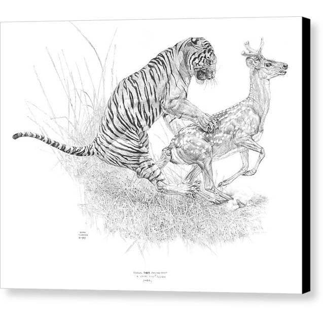 Bengal Tiger Pulling Down a Chital Deer - Canvas Print | Artwork by Glen Loates