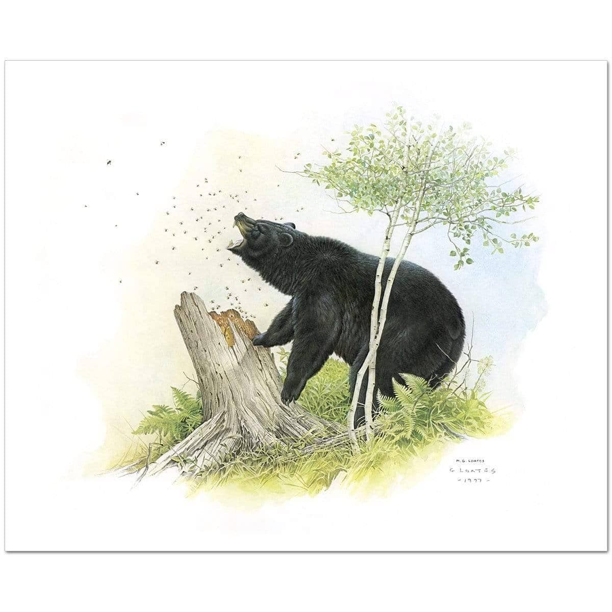 Black Bear and Honey Bees - Art Print | Artwork by Glen Loates