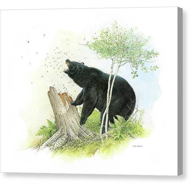 Black Bear and Honey Bees - Canvas Print | Artwork by Glen Loates