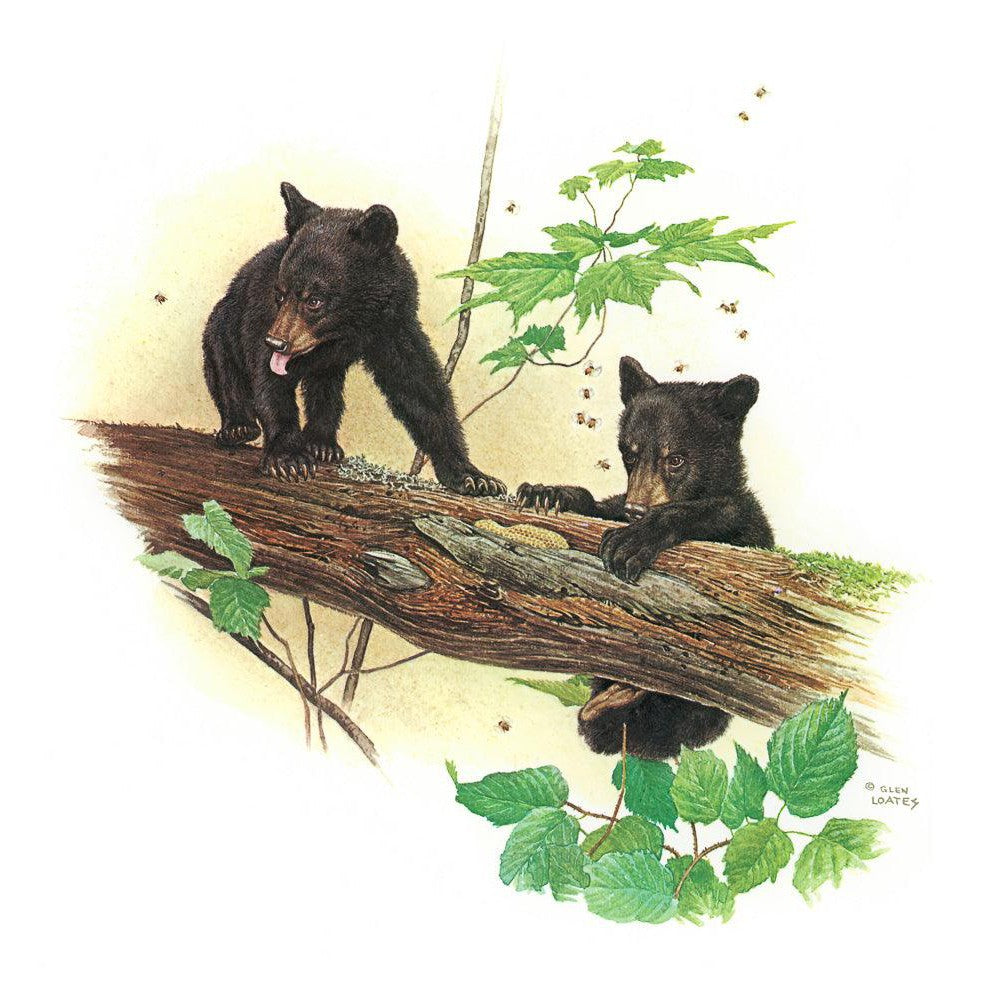 Black Bear Cubs - Canvas Print | Artwork by Glen Loates