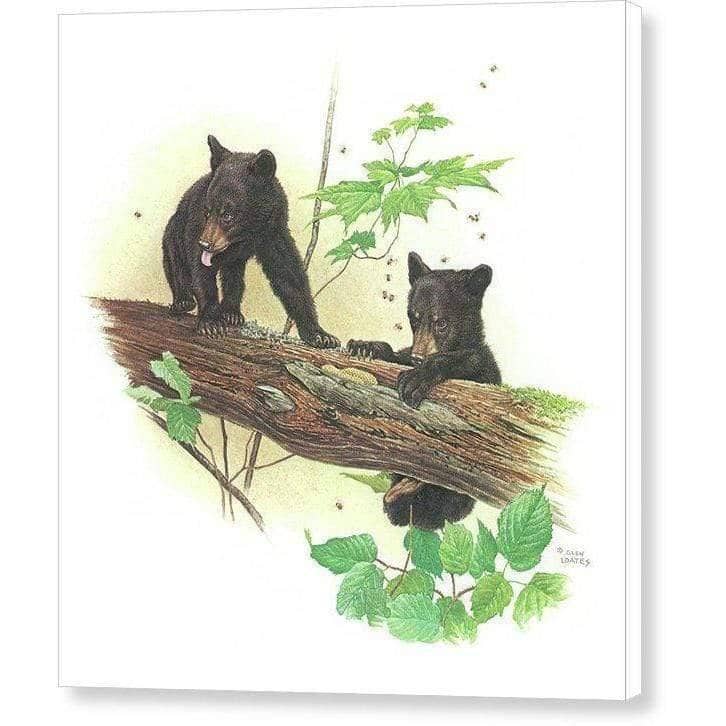 Black Bear Cubs - Canvas Print | Artwork by Glen Loates