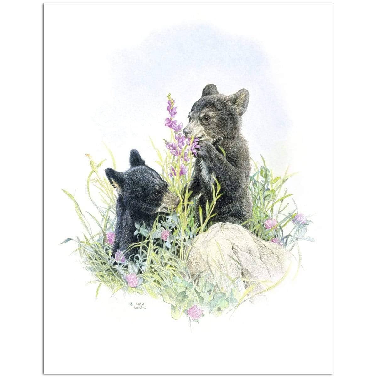 Black Bear Cubs in Grass - Art Print | Artwork by Glen Loates