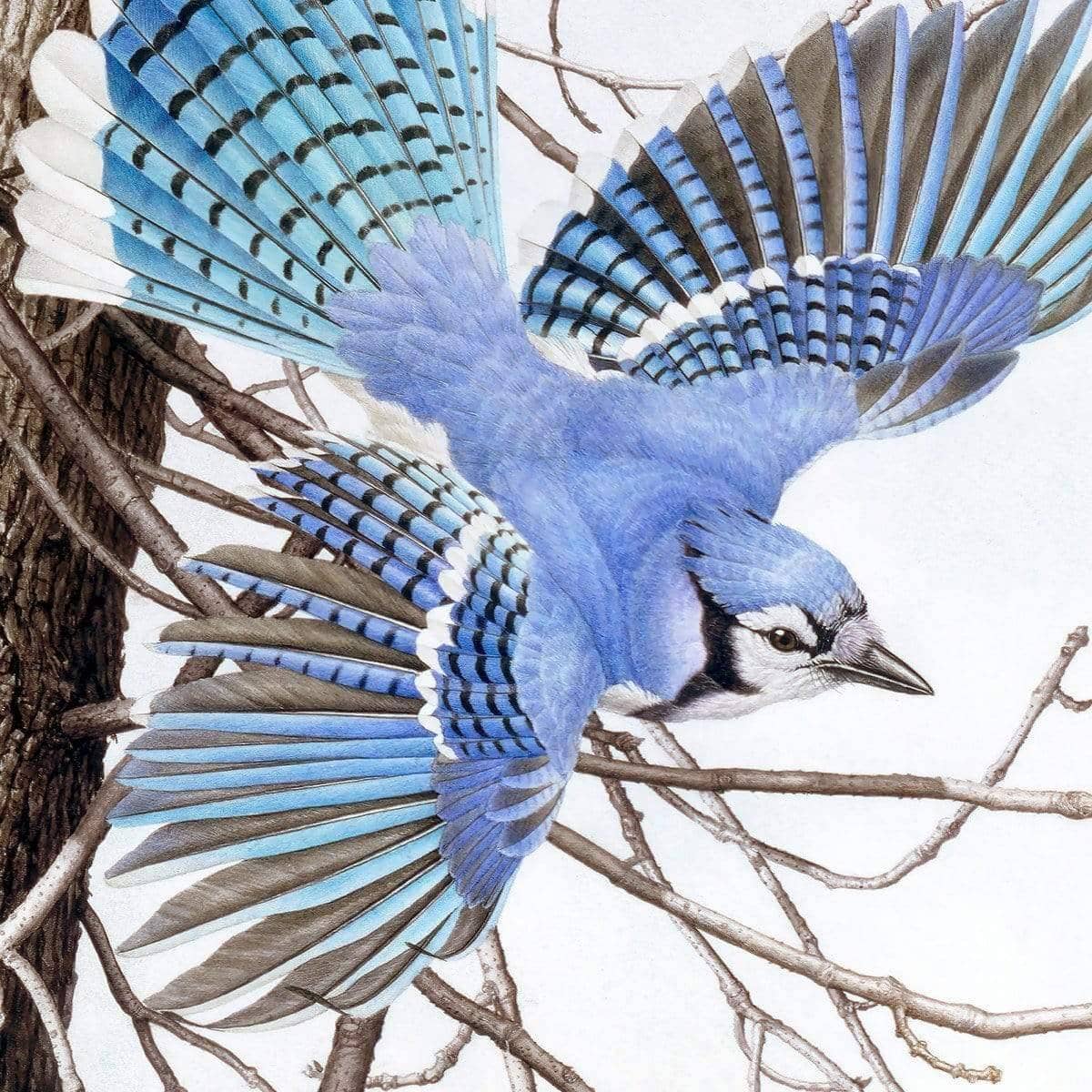 Blue Jays At My Feeder - Canvas Print | Artwork by Glen Loates