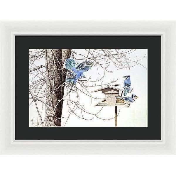 Blue Jays At My Feeder - Framed Print | Artwork by Glen Loates