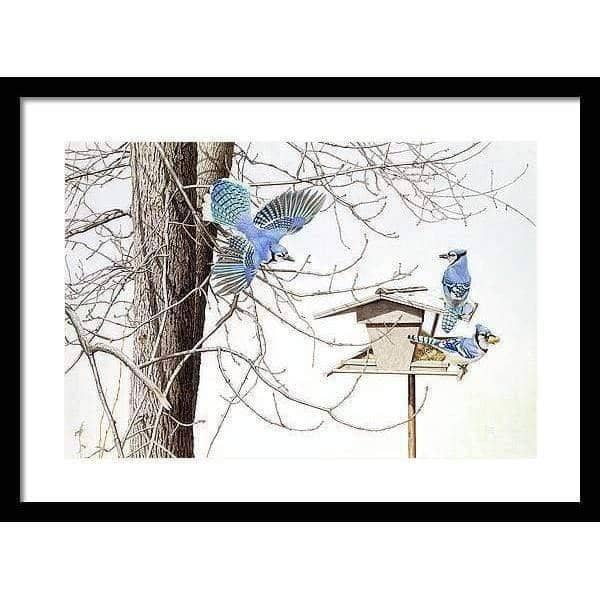 Blue Jays At My Feeder - Framed Print | Artwork by Glen Loates