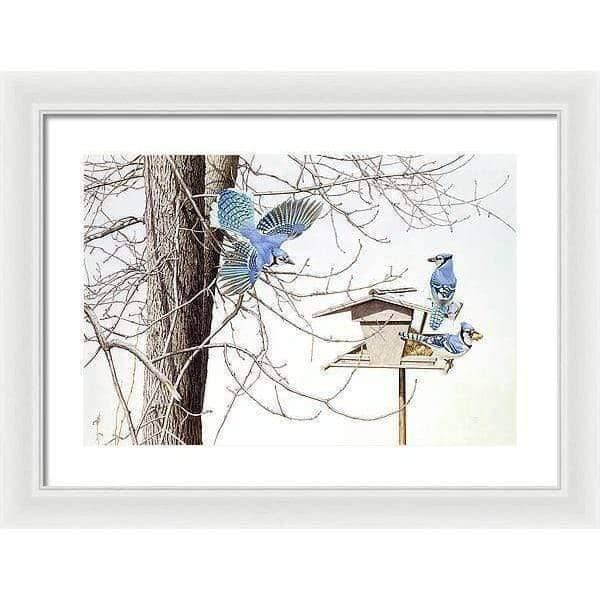 Blue Jays At My Feeder - Framed Print | Artwork by Glen Loates