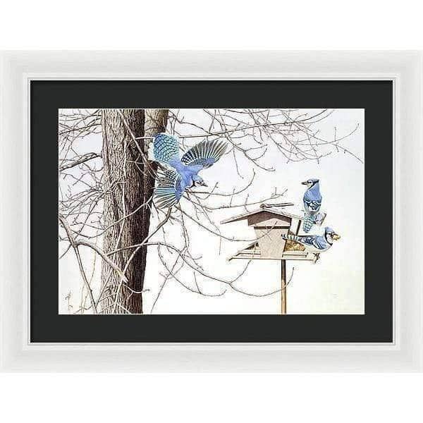 Blue Jays At My Feeder - Framed Print | Artwork by Glen Loates