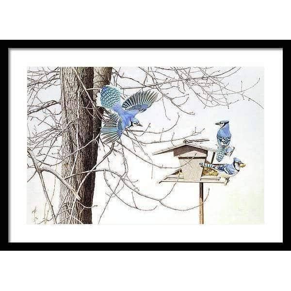 Blue Jays At My Feeder - Framed Print | Artwork by Glen Loates