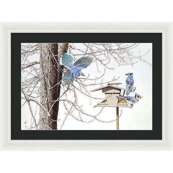 Blue Jays At My Feeder - Framed Print | Artwork by Glen Loates