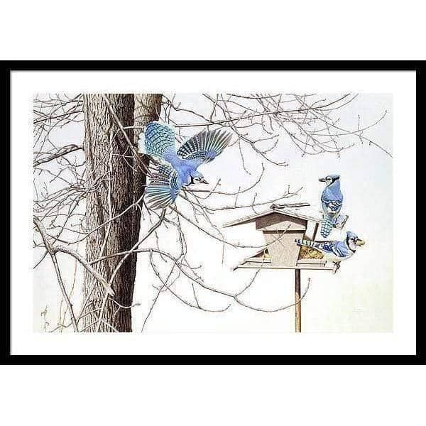 Blue Jays At My Feeder - Framed Print | Artwork by Glen Loates