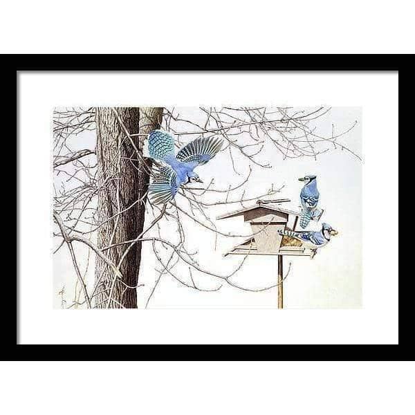 Blue Jays At My Feeder - Framed Print | Artwork by Glen Loates