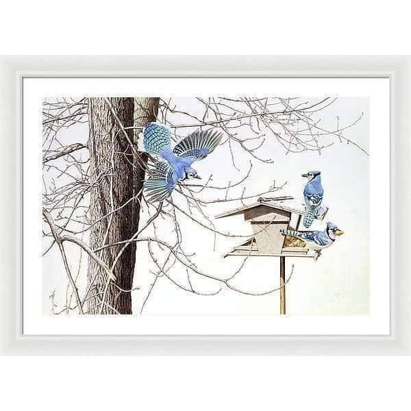 Blue Jays At My Feeder - Framed Print | Artwork by Glen Loates