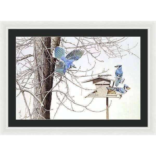 Blue Jays At My Feeder - Framed Print | Artwork by Glen Loates