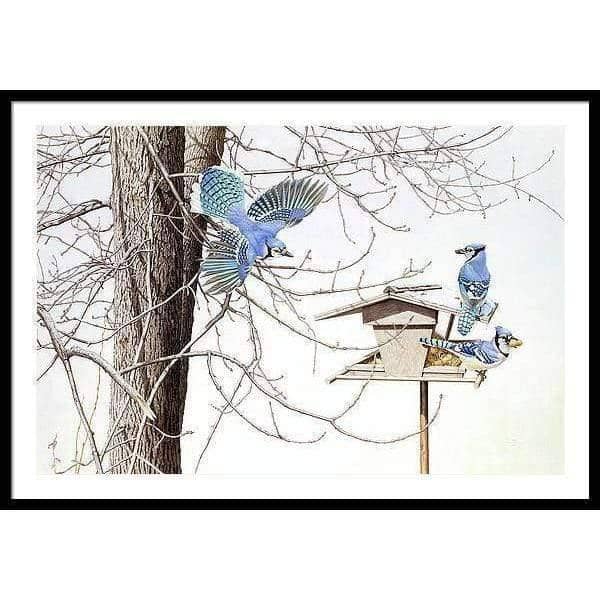 Blue Jays At My Feeder - Framed Print | Artwork by Glen Loates