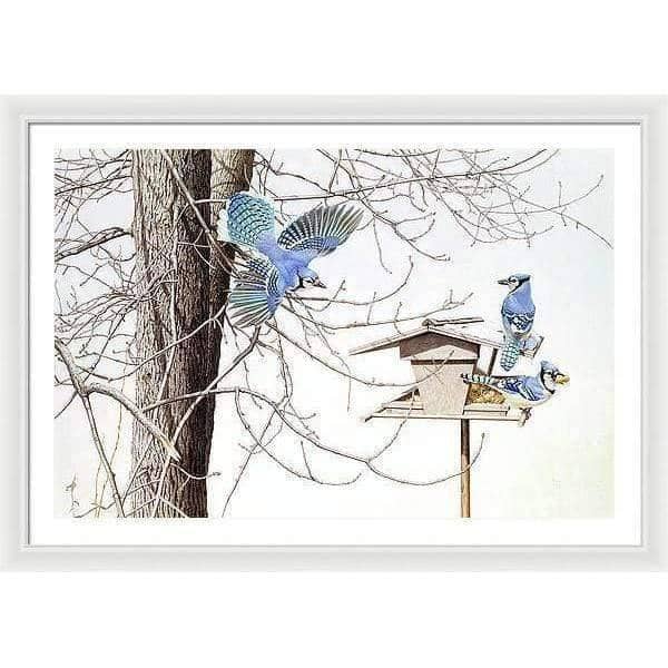 Blue Jays At My Feeder - Framed Print | Artwork by Glen Loates