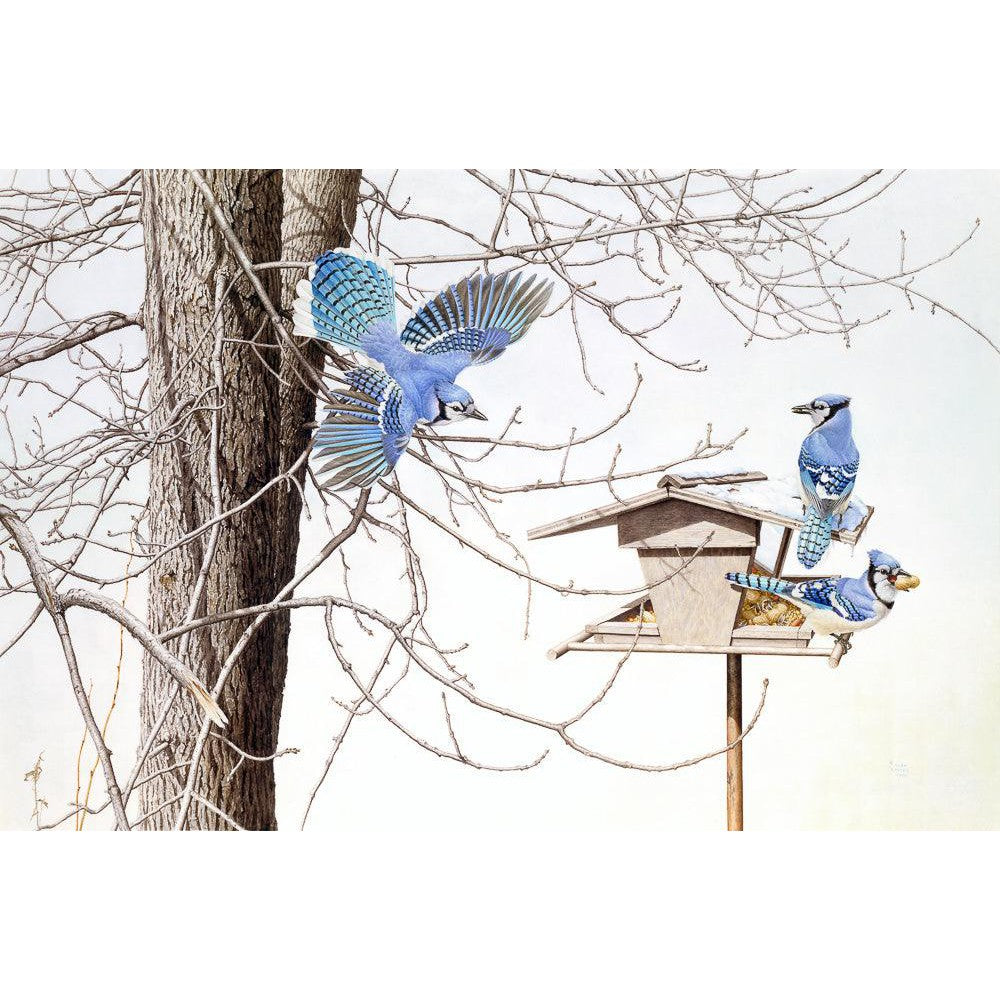 Blue Jays At My Feeder - Framed Print | Artwork by Glen Loates