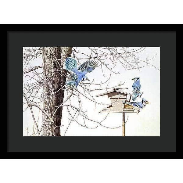 Blue Jays At My Feeder - Framed Print | Artwork by Glen Loates