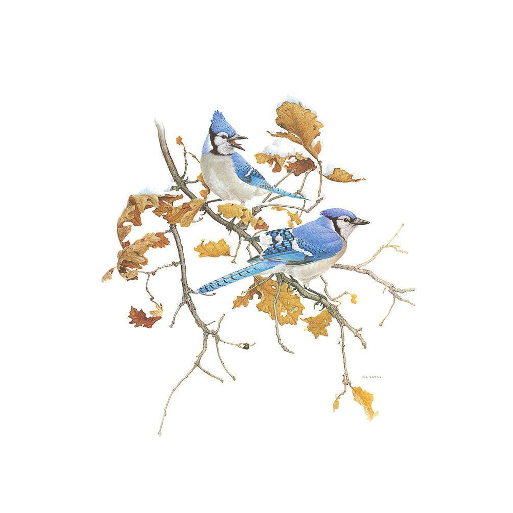 Blue Jays - Canvas Print | Artwork by Glen Loates