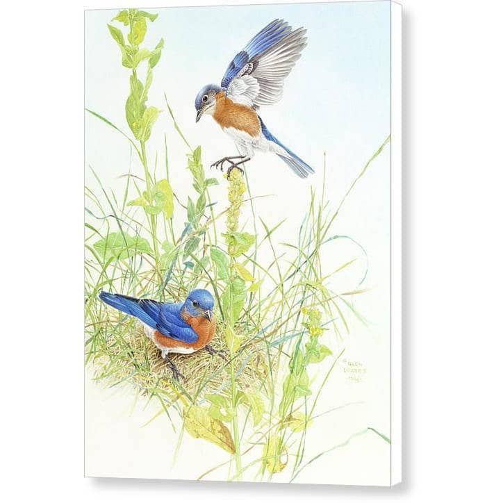 Bluebirds - Canvas Print | Artwork by Glen Loates