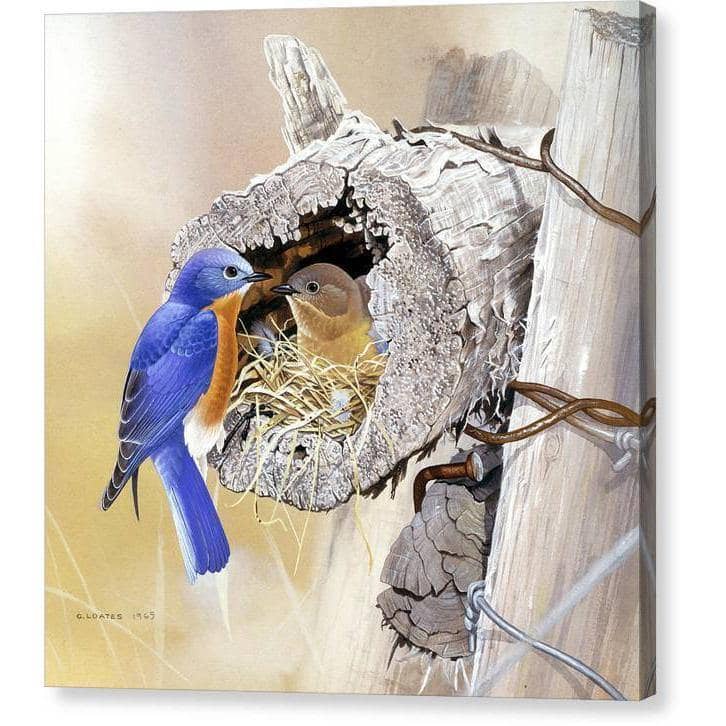 Bluebirds In Nest - Canvas Print | Artwork by Glen Loates