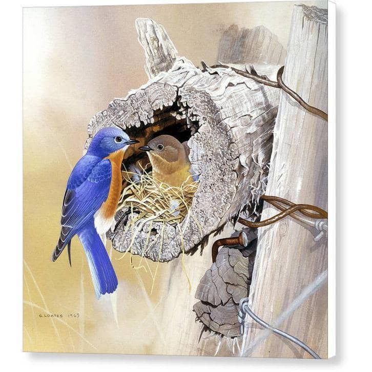 Bluebirds In Nest - Canvas Print | Artwork by Glen Loates