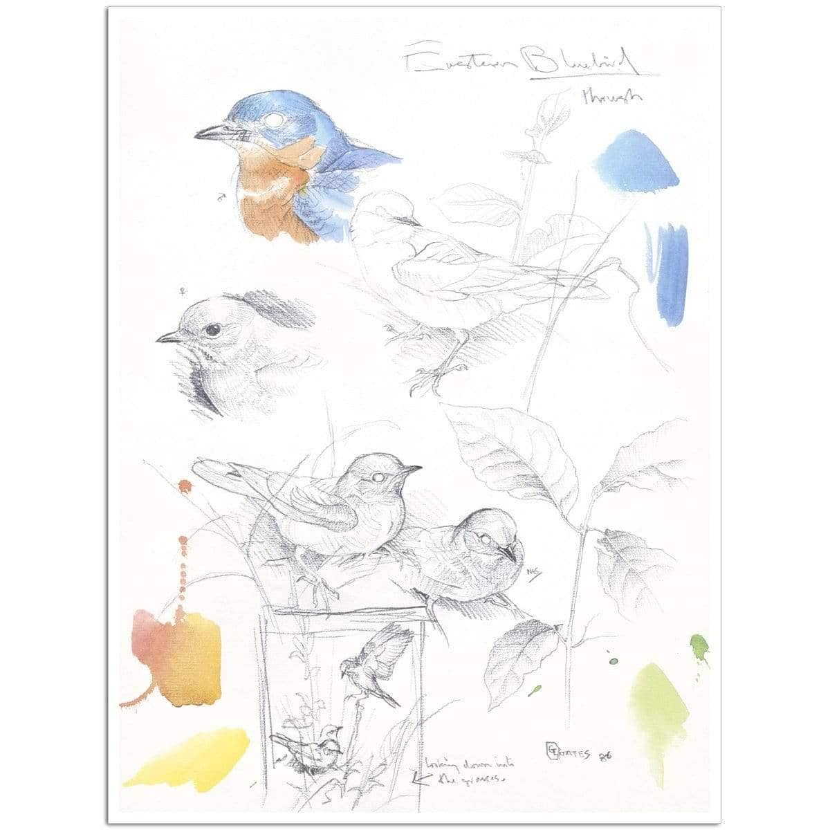 Bluebirds Study - Art Print | Artwork by Glen Loates