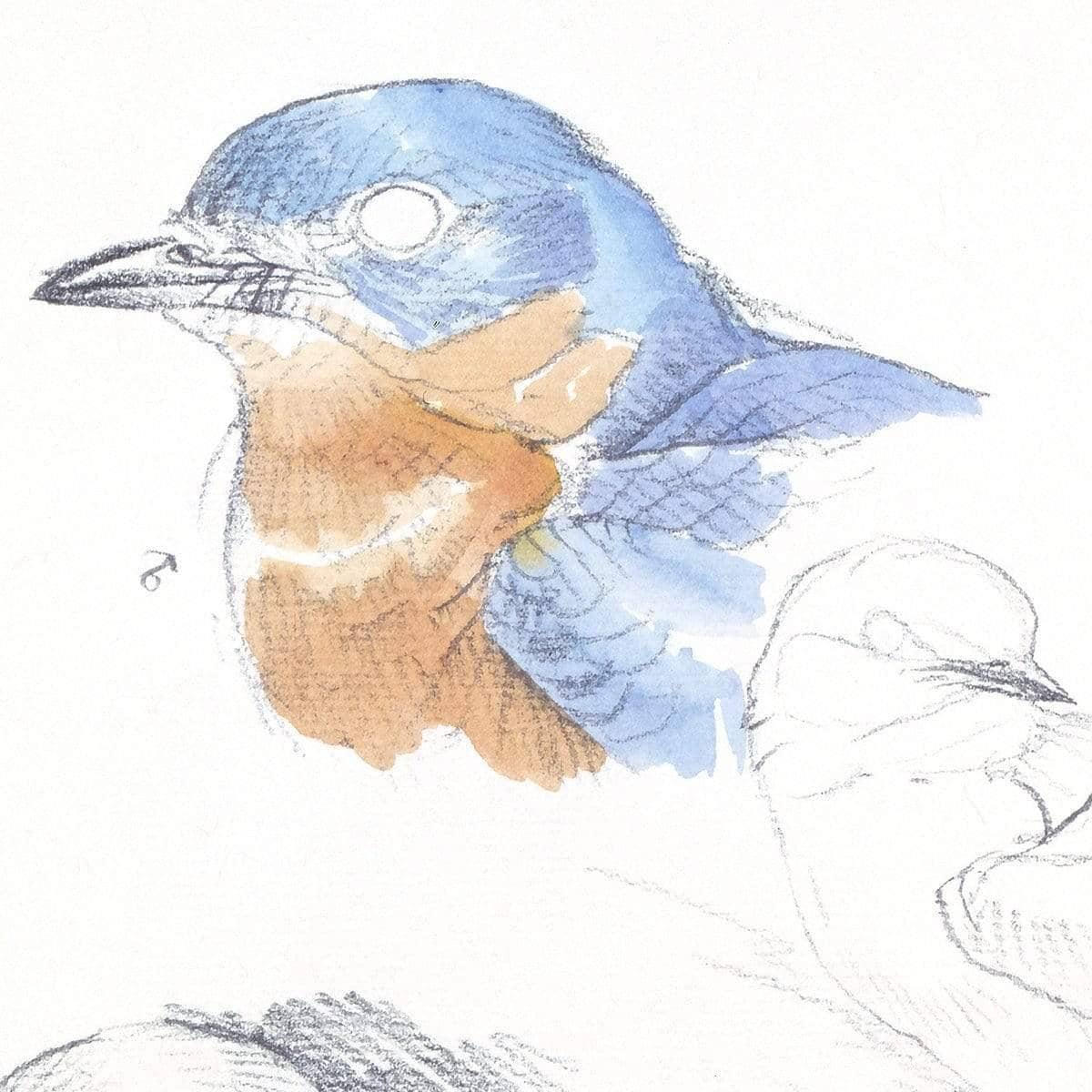 Bluebirds Study - Framed Print | Artwork by Glen Loates