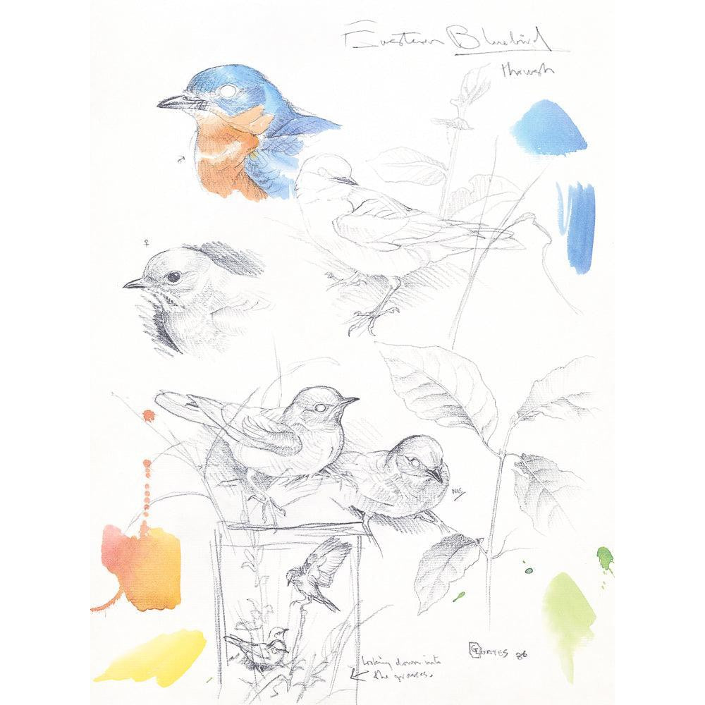 Bluebirds Study - Framed Print | Artwork by Glen Loates