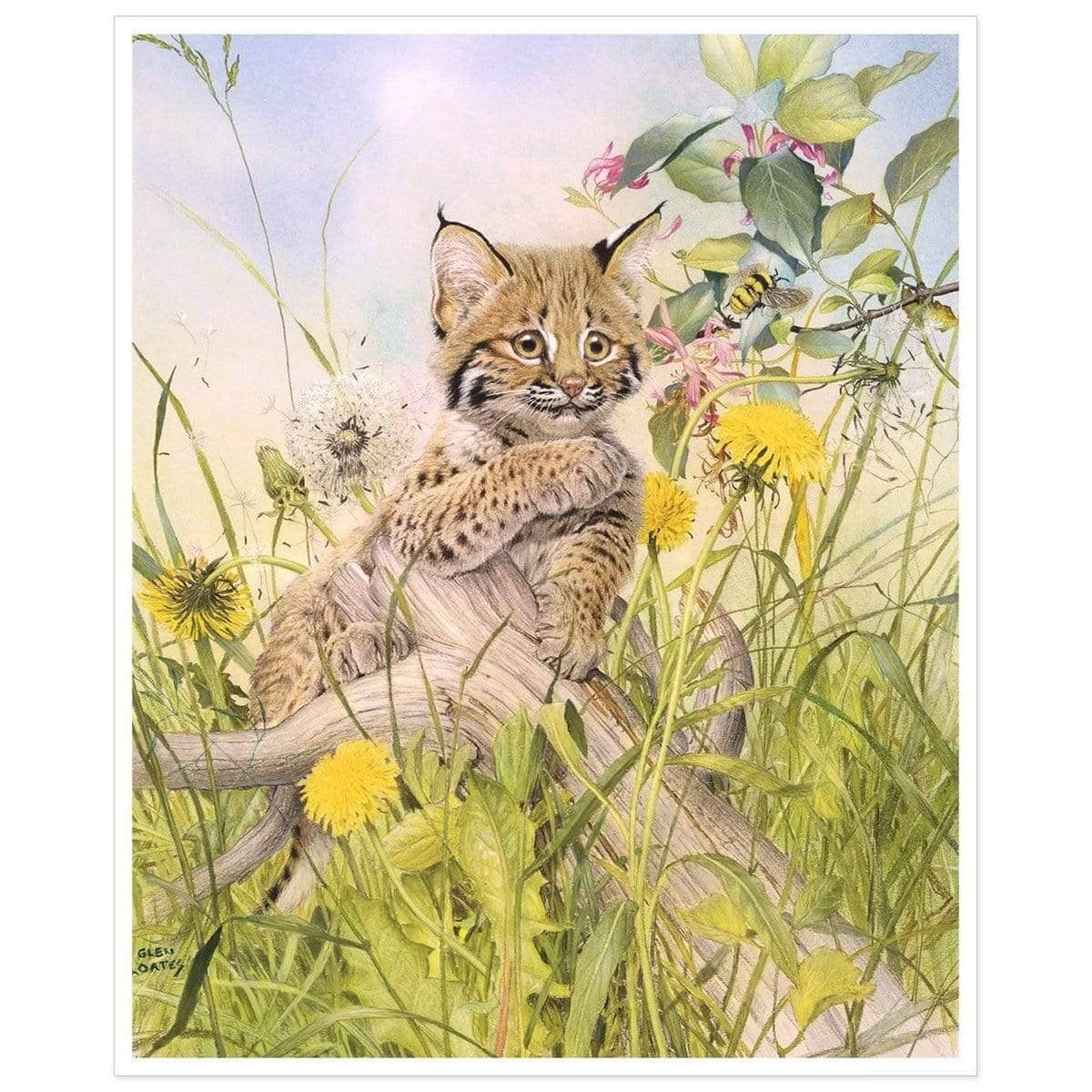Bobcat Cub - Art Print | Artwork by Glen Loates