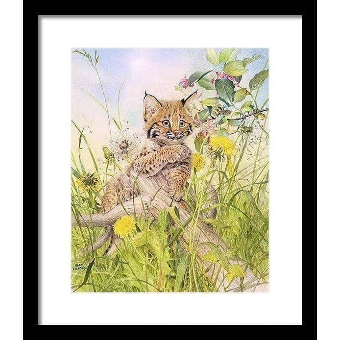Bobcat Kitten - Framed Print | Artwork by Glen Loates