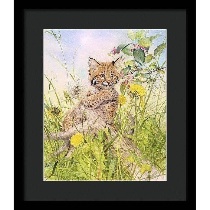 Bobcat Kitten - Framed Print | Artwork by Glen Loates