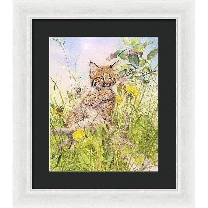 Bobcat Kitten - Framed Print | Artwork by Glen Loates