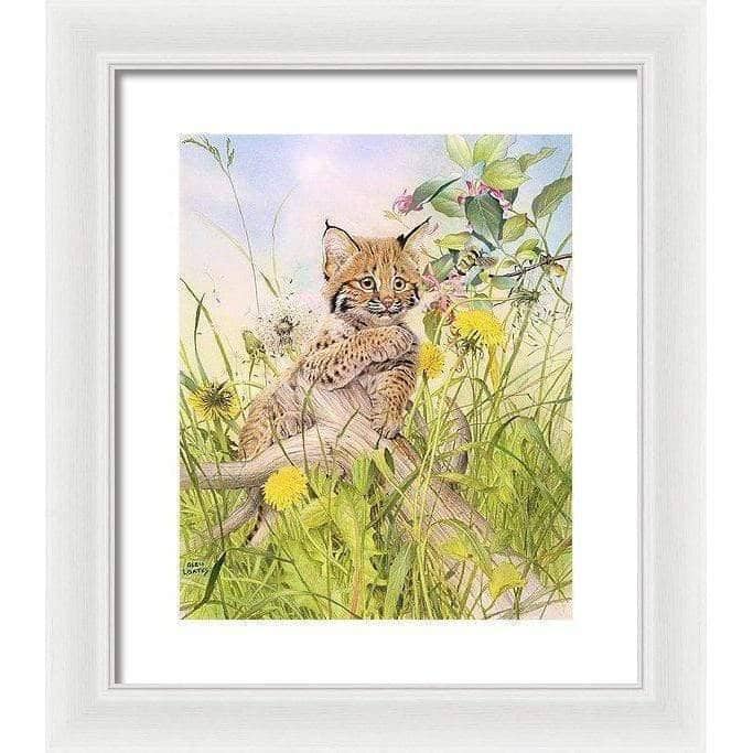 Bobcat Kitten - Framed Print | Artwork by Glen Loates