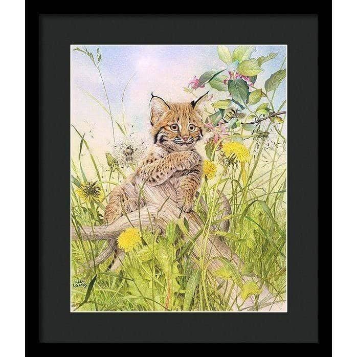 Bobcat Kitten - Framed Print | Artwork by Glen Loates