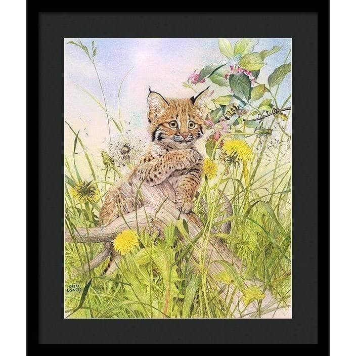Bobcat Kitten - Framed Print | Artwork by Glen Loates