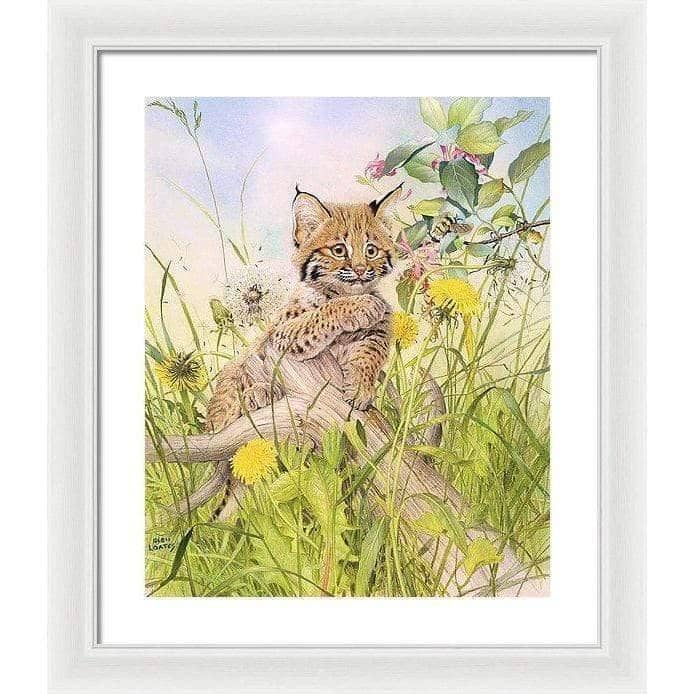 Bobcat Kitten - Framed Print | Artwork by Glen Loates