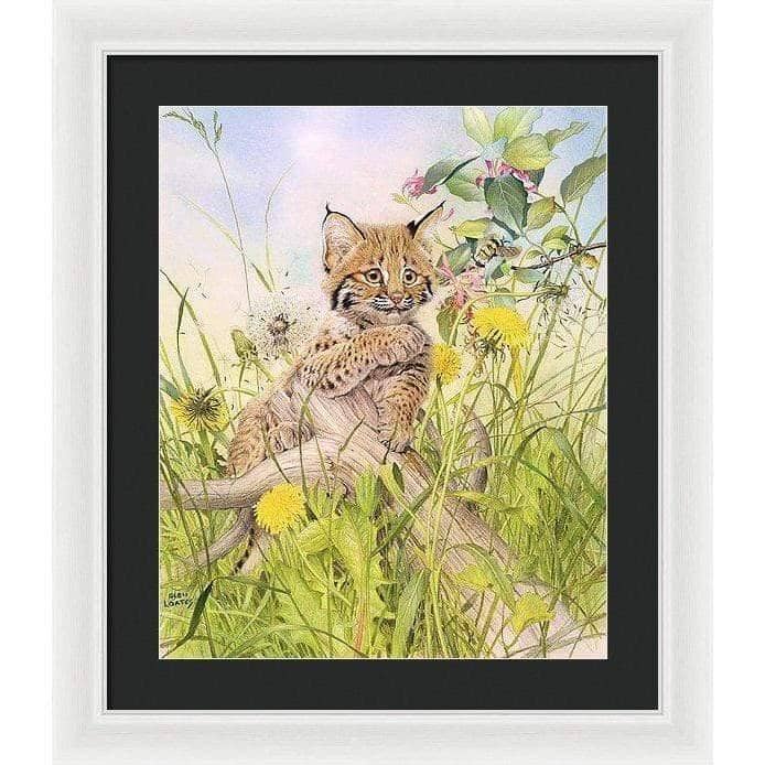 Bobcat Kitten - Framed Print | Artwork by Glen Loates