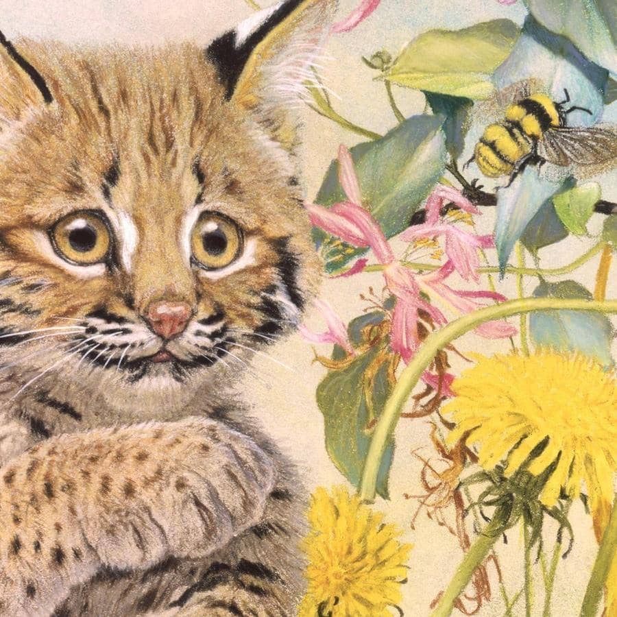 Bobcat Kitten - Framed Print | Artwork by Glen Loates