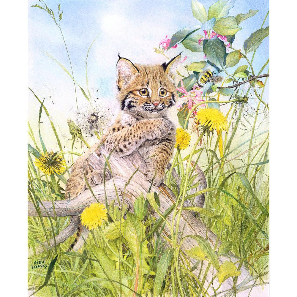 Bobcat Kitten - Framed Print | Artwork by Glen Loates