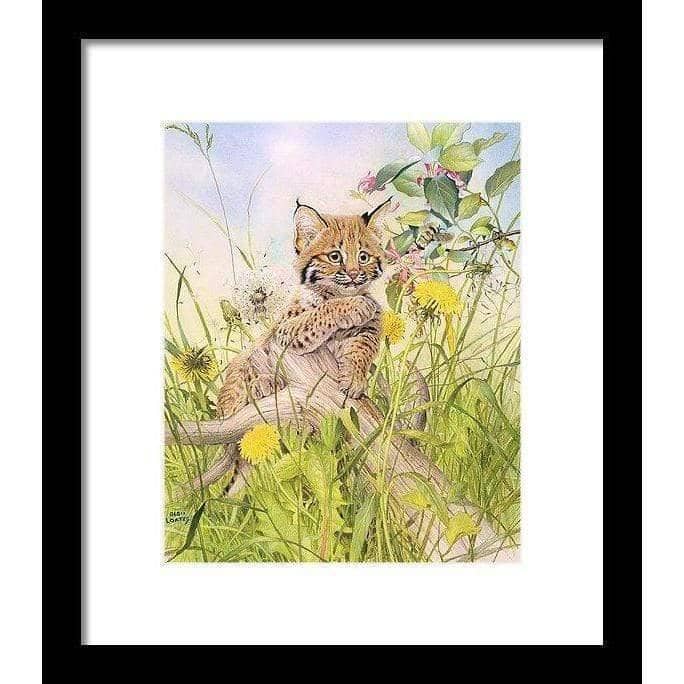 Bobcat Kitten - Framed Print | Artwork by Glen Loates
