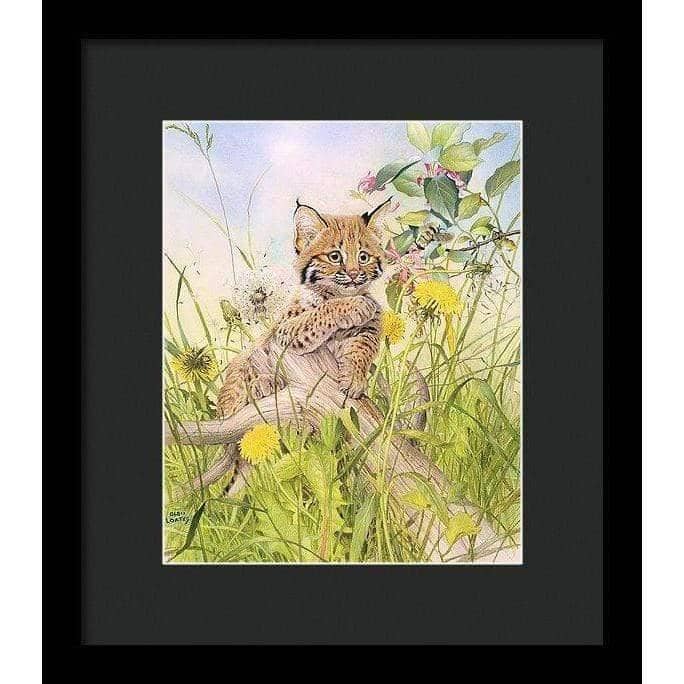 Bobcat Kitten - Framed Print | Artwork by Glen Loates