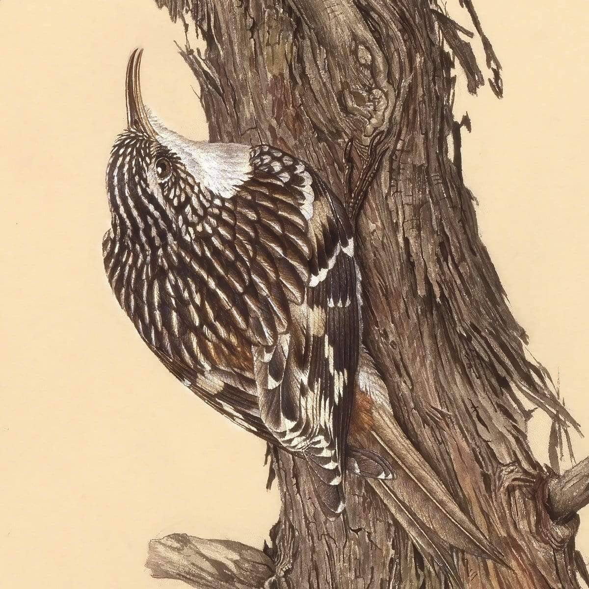 Brown Creeper - Canvas Print | Artwork by Glen Loates