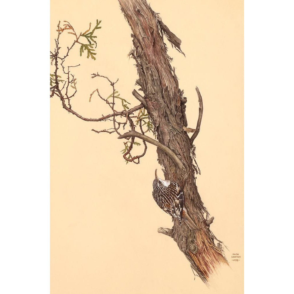 Brown Creeper - Canvas Print | Artwork by Glen Loates
